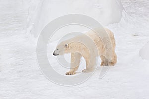 Large polar bear is walking on white snow. Animals in wildlife.