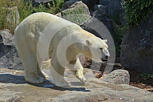 A large polar bear walks in the park. Animals in the wild.