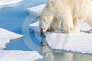 Large polar bearï¼Œ about 1200 poundsï¼Œ stops for a drink of melted snow