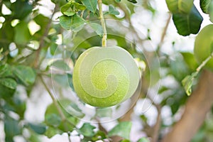 Large pomelo hanging on a tree branch