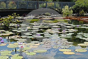 A large pond filled with water plants with a bridge spanning across the pond