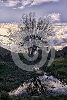 A large poplar tree in winter reflected in the river