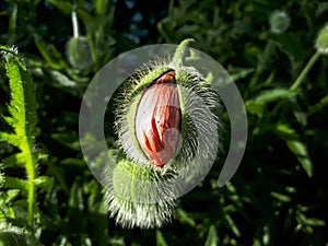 Large Poppy Flower Bud (Papaver Orientale) opening to bright red petals in the garden in summer
