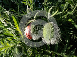 Large Poppy Flower Bud (Papaver Orientale) opening to bright red petals in summer
