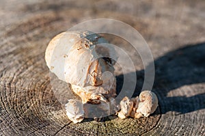 Large porcini mushroom on a tree stump. Collect mushrooms in the garden