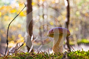 Large porcini mushroom in wood