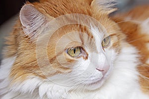 Large portrait of charming adult white ginger cat