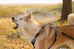 A large portrait of a red-colored sibu ina dog barks opening its mouth forward