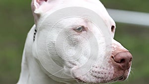 A large portrait of a white American Pit Bull terrier breed dog with a red fawn nose lobe looking attentively