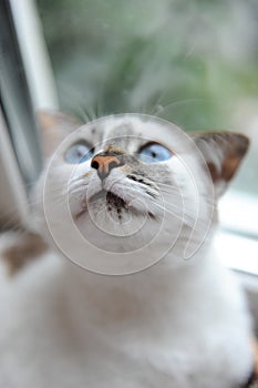 Large portrait of a white cute fluffy blue-eyed cat. Lookup. Window in the background