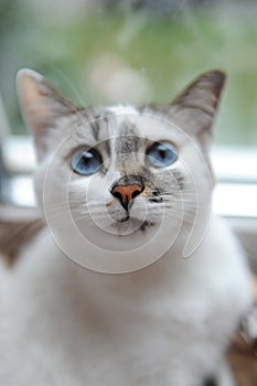 Large portrait of a white cute fluffy blue-eyed cat. Window in the background