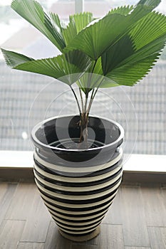 a large pot is placed on the end near the glass window