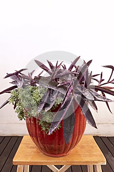 Large pot of purple tradescantia pallida with succulents next to it urban