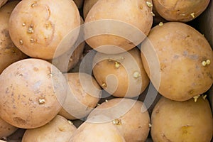 large potato tubers sprouted close-up with sprouts photo