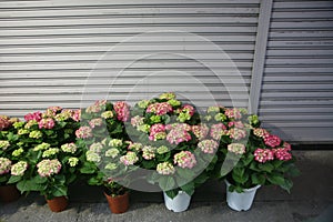 Large pots of flowers in full bloom outside a closed shop