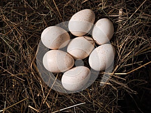 Large poultry eggs lie in the hay