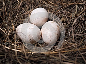 Large poultry eggs lie in the hay