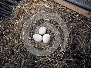 Large poultry eggs lie in the hay