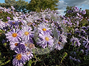 Large, powder puff blue daisy-like flowers with yellow eyes Michaelmas daisy or New York Aster (Aster novi-belgii or