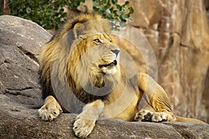 A Large Powerful Lion Rests On Tall Boulder At Sun
