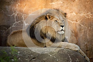 A Large Powerful Lion Rests On Tall Boulder At Sun