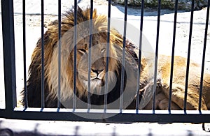 Large, powerful male lion sits on a tall boulder at our local zoo. Closing time means feeding for many of the animals