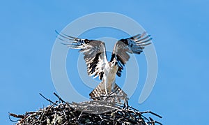 Large predator bird flying above its nest in the blue sky