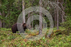 Large predator Brown bear, Ursus arctos looking for food in a summery Finnish taiga forest, Northern Europe.