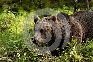 Large predator Brown bear, Ursus arctos sniffing a plant