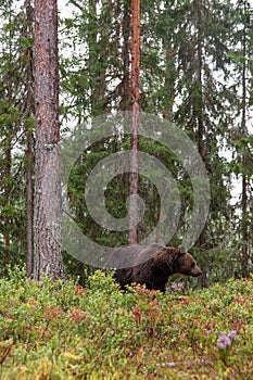 Large predator Brown bear, Ursus arctos sniffing in a summery Finnish taiga forest, Northern Europe.