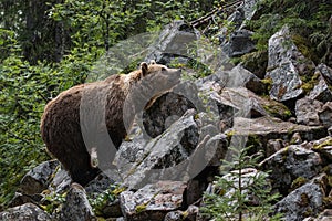 Large predator Brown bear, Ursus arctos sniffing in a summery Finnish taiga forest, Northern Europe.
