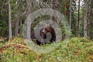 Large predator Brown bear, Ursus arctos sniffing in a summery Finnish taiga forest, Northern Europe.