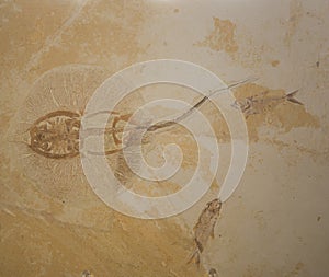 Large Prehistoric Stingray Fossils