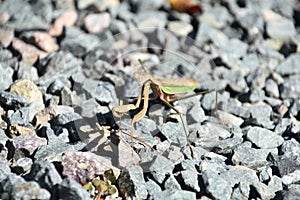 Large Preying Mantis Bug on Grey Stones
