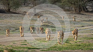 Large pride of African Lions walking together in Ndutu Tanzania