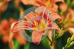 Large Prominent Flower