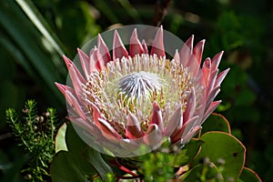 large protea flower in sunshine