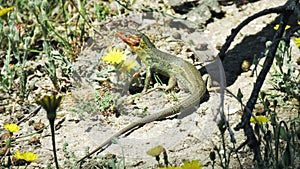 large Psammodromus algirus lizard