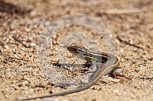 Large psammodromus, Psammodromus algirus in the ground