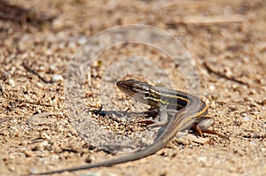 Large psammodromus, Psammodromus algirus in the ground