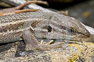 large psammodromus (psammodromus algirus) lizard