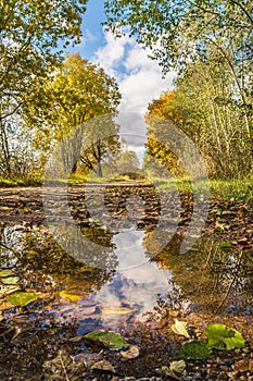 A large puddle on the road, the sky and trees are reflected in the water, a lot of fallen leaves. Trees with falling yellow