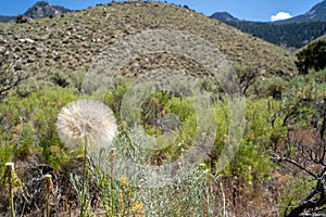 A large puff seed head - Western Salsify Tragopogon dubius in the Sawtooth Mountains of Idaho