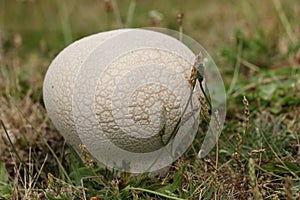 A large Puffball, calvatia utriformis, growing in the wild in in a meadow.