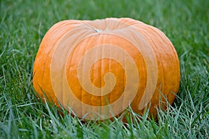 Large Pumpkin