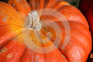 Large Pumpkin