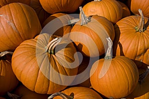 Large pumpkin group