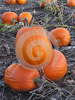 Large Pumpkin Harvest - Ready for Halloween