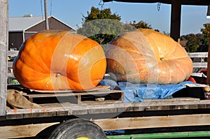 Large pumpkins