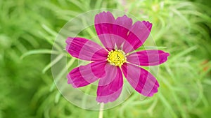Large purple blooming cosmos flower with yellow corolla macro time lapse